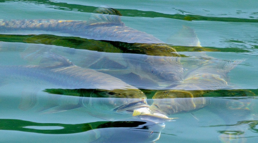 Fish in Phewa Lake
